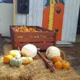 Shreves Pumpkin Patch photo
