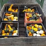 Shreves Pumpkin Patch photo