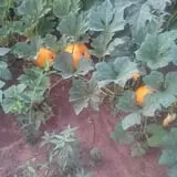 Shreves Pumpkin Patch photo