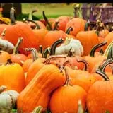 Shreves Pumpkin Patch photo