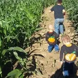 Shreves Pumpkin Patch photo