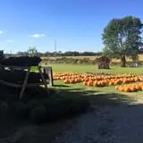 Shreves Pumpkin Patch photo
