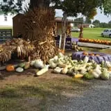 Shreves Pumpkin Patch photo