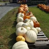 Shreves Pumpkin Patch photo
