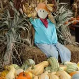 Shreves Pumpkin Patch photo