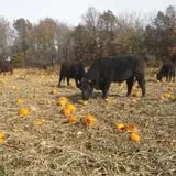 Shreves Pumpkin Patch photo