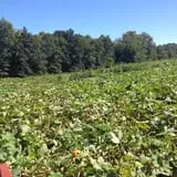 Shreves Pumpkin Patch photo