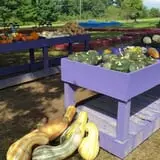 Shreves Pumpkin Patch photo