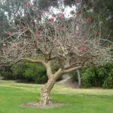Elysian Park photo