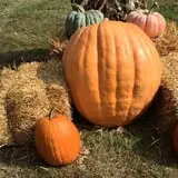 Buffalo River Pumpkin Patch photo