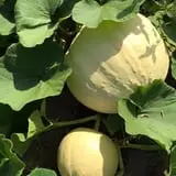 Buffalo River Pumpkin Patch photo
