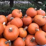 Buffalo River Pumpkin Patch photo