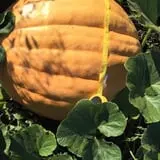 Buffalo River Pumpkin Patch photo