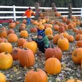 Buffalo River Pumpkin Patch photo