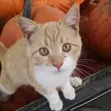 Buffalo River Pumpkin Patch photo