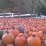 Buffalo River Pumpkin Patch photo