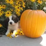 Buffalo River Pumpkin Patch photo