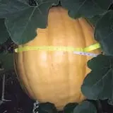 Buffalo River Pumpkin Patch photo