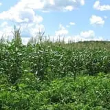 Ideal Farm and Garden photo