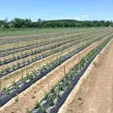 Ideal Farm and Garden photo