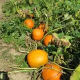 Ideal Farm and Garden photo