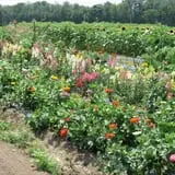 Ideal Farm and Garden photo