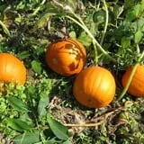 Ideal Farm and Garden photo