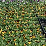 Ideal Farm and Garden photo