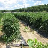 Ideal Farm and Garden photo