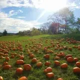 Ideal Farm and Garden photo