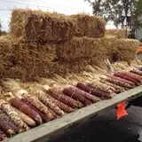 Swan's Pumpkin Farm photo