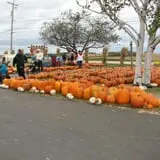 Swan's Pumpkin Farm photo
