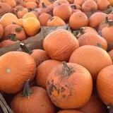 Swan's Pumpkin Farm photo