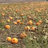 Swan's Pumpkin Farm photo
