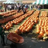 Swan's Pumpkin Farm photo