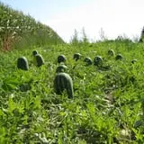 Swan's Pumpkin Farm photo