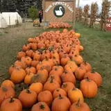 Swan's Pumpkin Farm photo