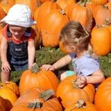 Swan's Pumpkin Farm photo