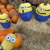 Swan's Pumpkin Farm photo