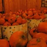 Swan's Pumpkin Farm photo