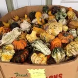 Swan's Pumpkin Farm photo