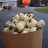 Swan's Pumpkin Farm photo
