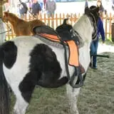Swan's Pumpkin Farm photo