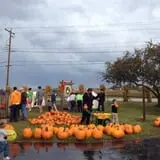 Swan's Pumpkin Farm photo