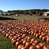 Swan's Pumpkin Farm photo