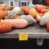 Swan's Pumpkin Farm photo
