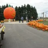 Swan's Pumpkin Farm photo