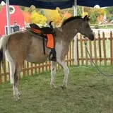 Swan's Pumpkin Farm photo