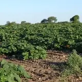 Swan's Pumpkin Farm photo