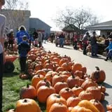 Swan's Pumpkin Farm photo
